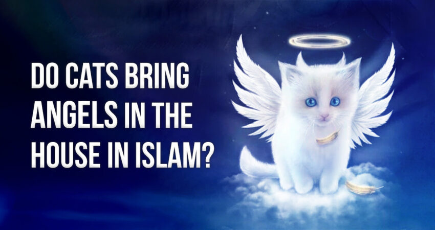 Do_cats_bring_angels_to_the_house_in_islam