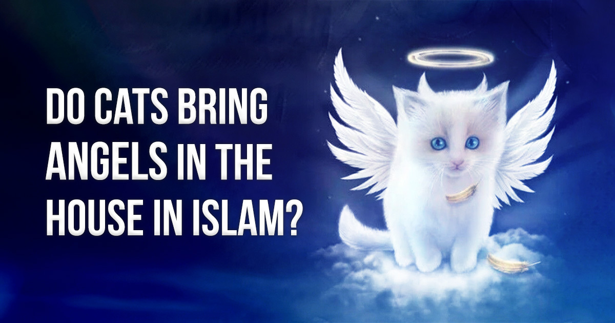 Do_cats_bring_angels_to_the_house_in_islam